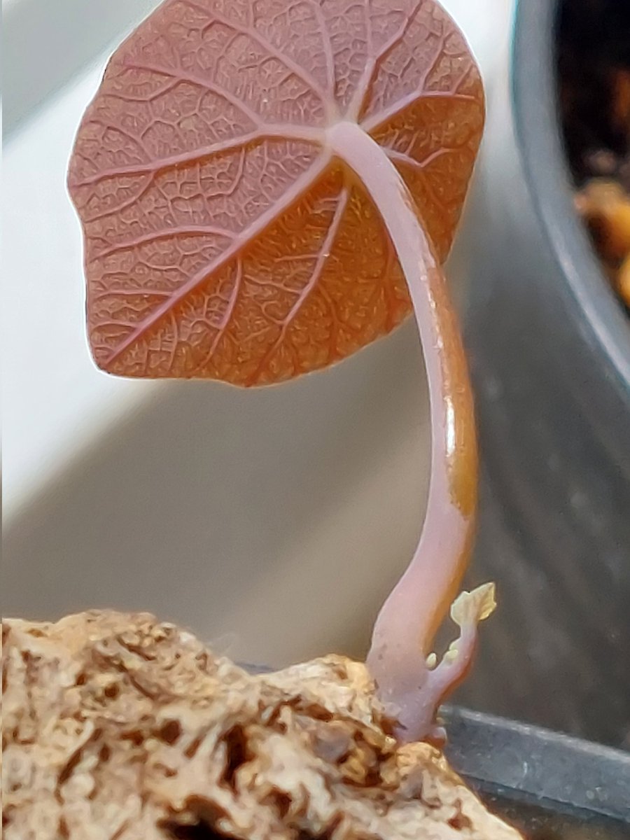 ステファニア - Search / X