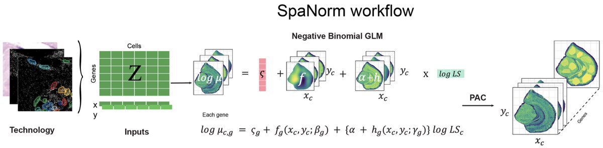 A few months back we showed the need for spatially aware normalisation methods. To address this need, we present SpaNorm, the first ever spatially aware normalisation method for count-based spatial ‘omics data.

biorxiv.org/content/10.110…
bhuvad.github.io/SpaNorm