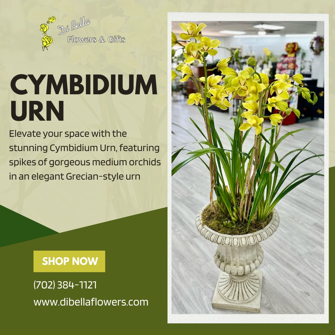 DiBellaFlowers's tweet photo. Transform your space with the stunning Cymbidium Urn! 🌸🏺  With only one available, don't miss your chance to bring home this unique and exquisite piece! https://t.co/Zck524ZHG4

#CymbidiumUrn #OrchidLove #GrecianElegance #DiBellaFlowersandGifts https://t.co/dW1W8UJllu