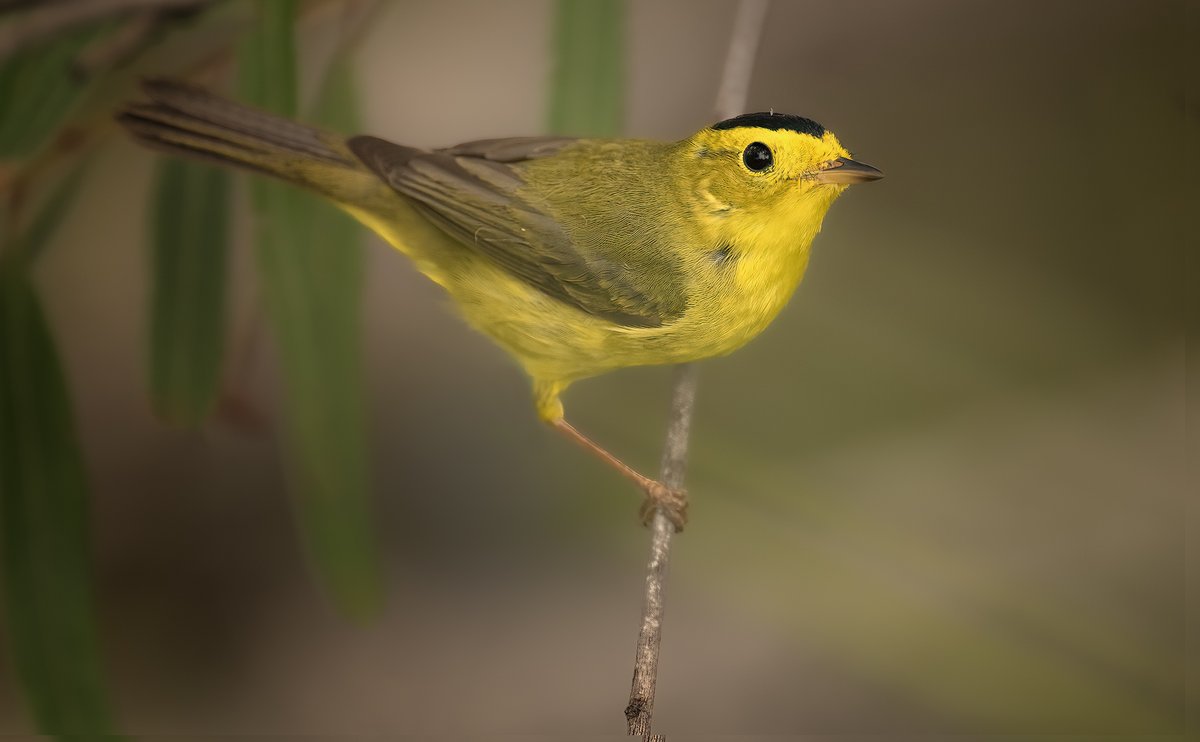 A Wilson's Warbler from Port Aransas, Texas; these little guys are in pockets I believe in far northeastern Minnesota but have had a hard time finding them here. #birds #birdphotography #naturephotography