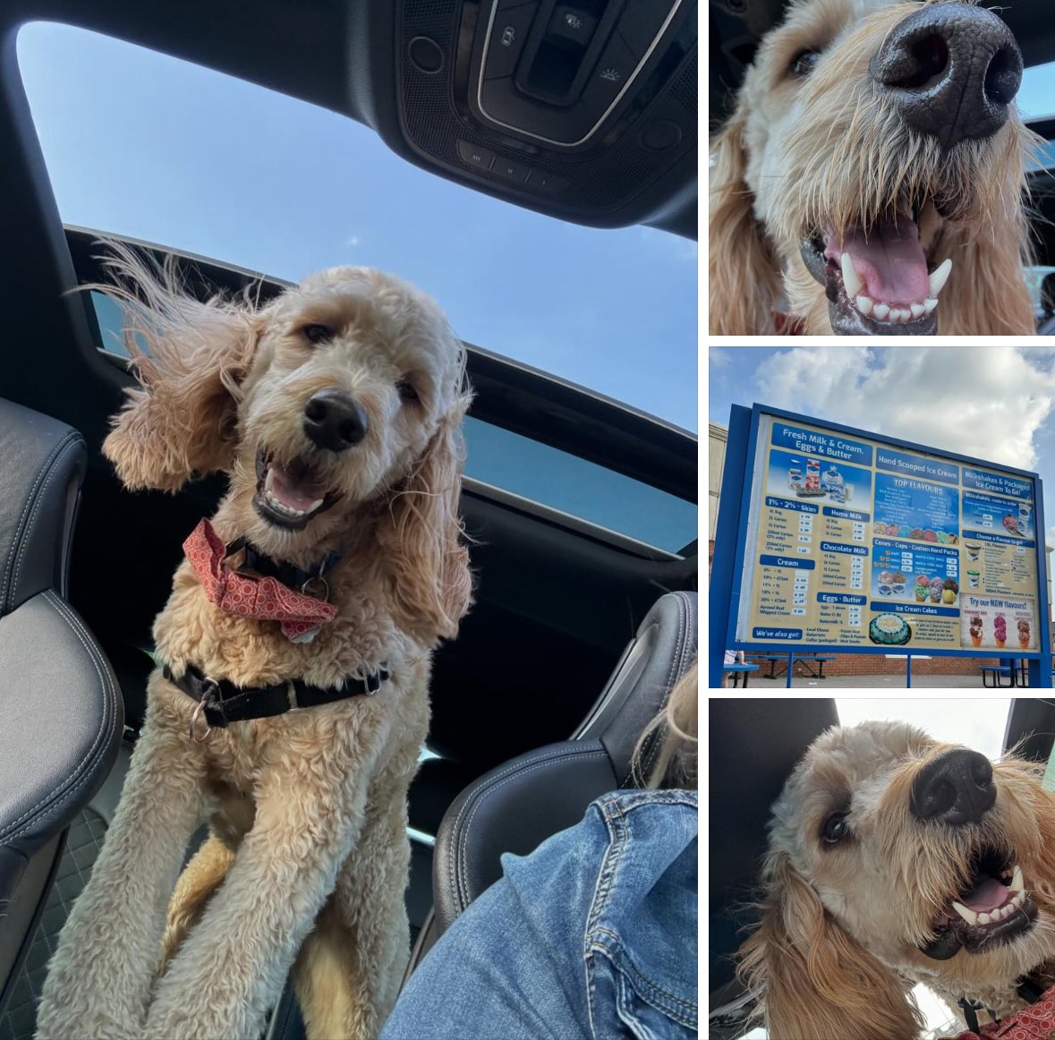 GillisHL's tweet image. Someone was very excited for a #pup #cup this evening! Thank you @kawartha_dairy ❤️
#spoiledpup @stan_sdcollins