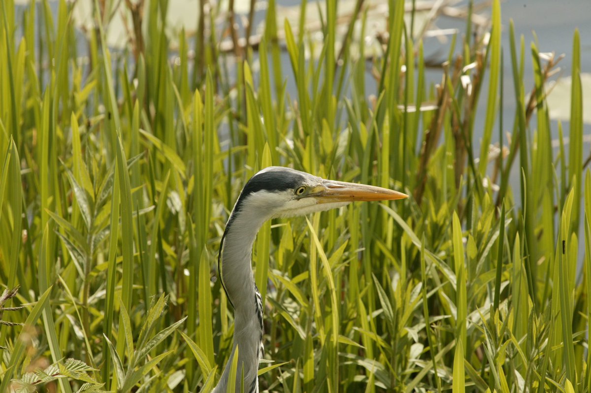 👊 (@ostonestreet) on Twitter photo #picoftheday Hiding Grey Heron <a href="/ladycultreboot/">Freyja</a> <a href="/PennineThe/">The Pennine Painter</a> @FionaGrahame <a href="/raiphsays/">Oor Red Raiph 🏴🇮🇪🇩🇪</a> <a href="/staithesartist/">Sue Nichol</a> <a href="/MarySummer1966/">Mary Summer</a> <a href="/pilaraymara/">Pilar Fernandez</a> <a href="/GREIGEXVS1300A/">🇺🇦🌻🏴 GRÍMURXVS1300A</a> <a href="/moleatthedoor/">Regards, the aggrieved at the counter</a> <a href="/mrs_counter/">Caz Bailey</a> <a href="/Catrionareids/">Catrìona Reid</a> <a href="/JohnDowson66/">Adult Human Male of Steel 🟥 💚🤍💜</a> <a href="/RorgViking/">VikingRik</a> <a href="/ArgyllSeaGlass/">🏴Mike - ArgyllSeaglass 🏴</a> <a href="/weestie97/">Highland Extremist CyberNat</a> <a href="/cee4cat/">Simone</a> <a href="/defiaye/">Brave</a> <a href="/itsDaibhi/">Dáibhí has fucked off.</a> <a href="/SconeOf/">Scone of Destiny 🏴🇵🇸</a> #picoftheday Hiding Grey Heron <a href="/ladycultreboot/">Freyja</a> <a href="/PennineThe/">The Pennine Painter</a> @FionaGrahame <a href="/raiphsays/">Oor Red Raiph 🏴🇮🇪🇩🇪</a> <a href="/staithesartist/">Sue Nichol</a> <a href="/MarySummer1966/">Mary Summer</a> <a href="/pilaraymara/">Pilar Fernandez</a> <a href="/GREIGEXVS1300A/">🇺🇦🌻🏴 GRÍMURXVS1300A</a> <a href="/moleatthedoor/">Regards, the aggrieved at the counter</a> <a href="/mrs_counter/">Caz Bailey</a> <a href="/Catrionareids/">Catrìona Reid</a> <a href="/JohnDowson66/">Adult Human Male of Steel 🟥 💚🤍💜</a> <a href="/RorgViking/">VikingRik</a> <a href="/ArgyllSeaGlass/">🏴Mike - ArgyllSeaglass 🏴</a> <a href="/weestie97/">Highland Extremist CyberNat</a> <a href="/cee4cat/">Simone</a> <a href="/defiaye/">Brave</a> <a href="/itsDaibhi/">Dáibhí has fucked off.</a> <a href="/SconeOf/">Scone of Destiny 🏴🇵🇸</a>
