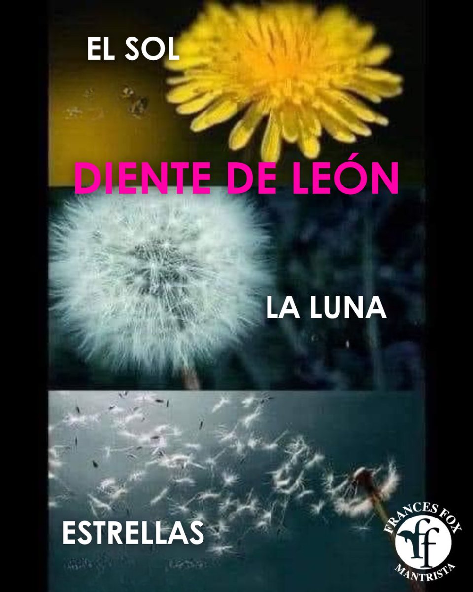 FoxMantrista's tweet image. "El diente de león es la única flor que representa los tres cuerpos celestes: el sol, la luna y las estrellas
Nota de Frances: el Diente de León es para proteger y fortalecer tu plexo solar donde se canaliza tu poder personal.
#Dientedeleon #PlexoSolar #Poderpersonal