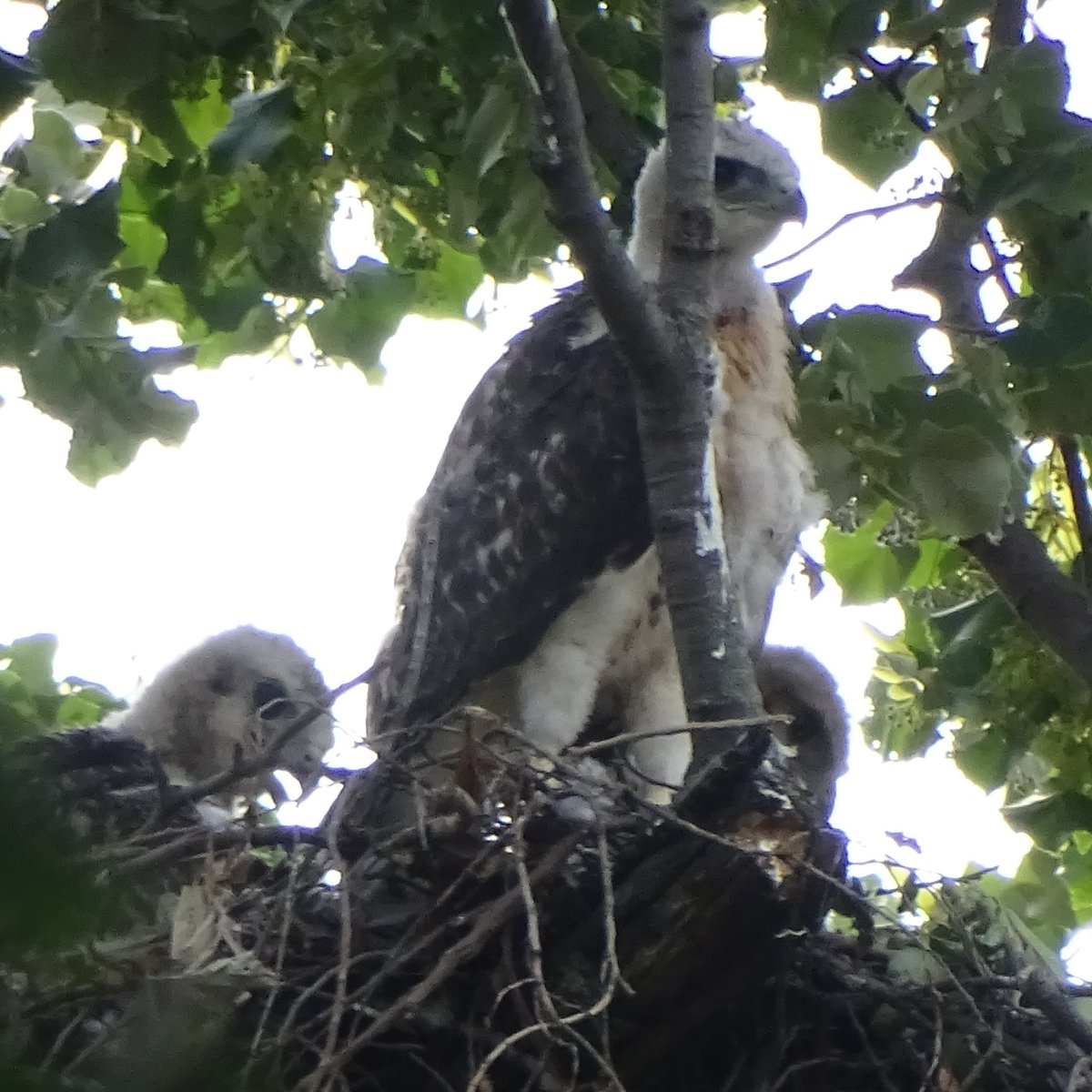 BirdsOutNerdOut's tweet photo. Not a great day for photography but the RSD-102 hawklets are coming along nicely. In just a few days coloration has changed significantly with darker wings, red on the breast and detailing on the face. They’re bolder, perching higher on the nest with more wing flapping. #birdcpp https://t.co/1QyID6nf16
