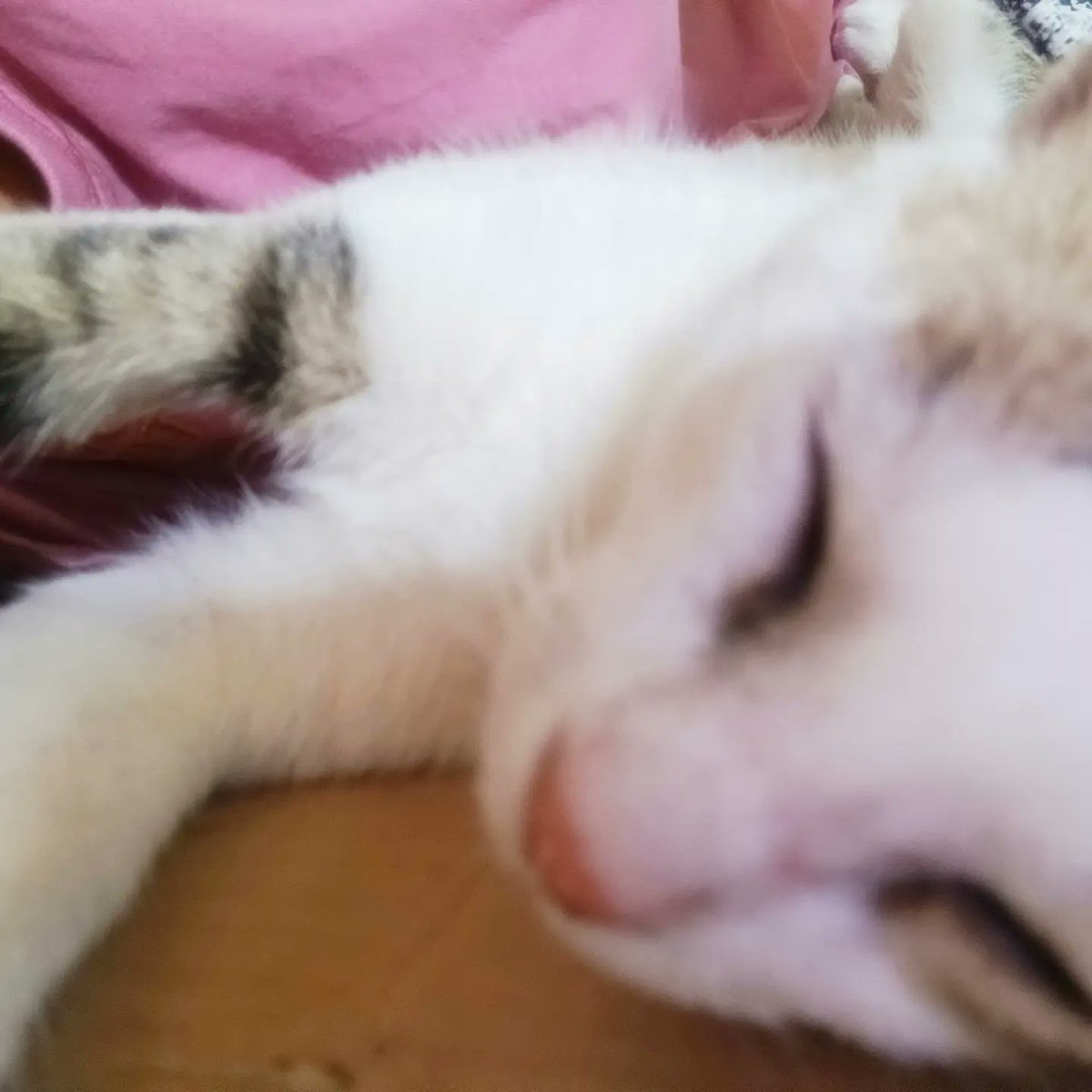 wxyZabcdbee's tweet image. tulog na tulog jud sya bisan unsaon 😸
#miming
