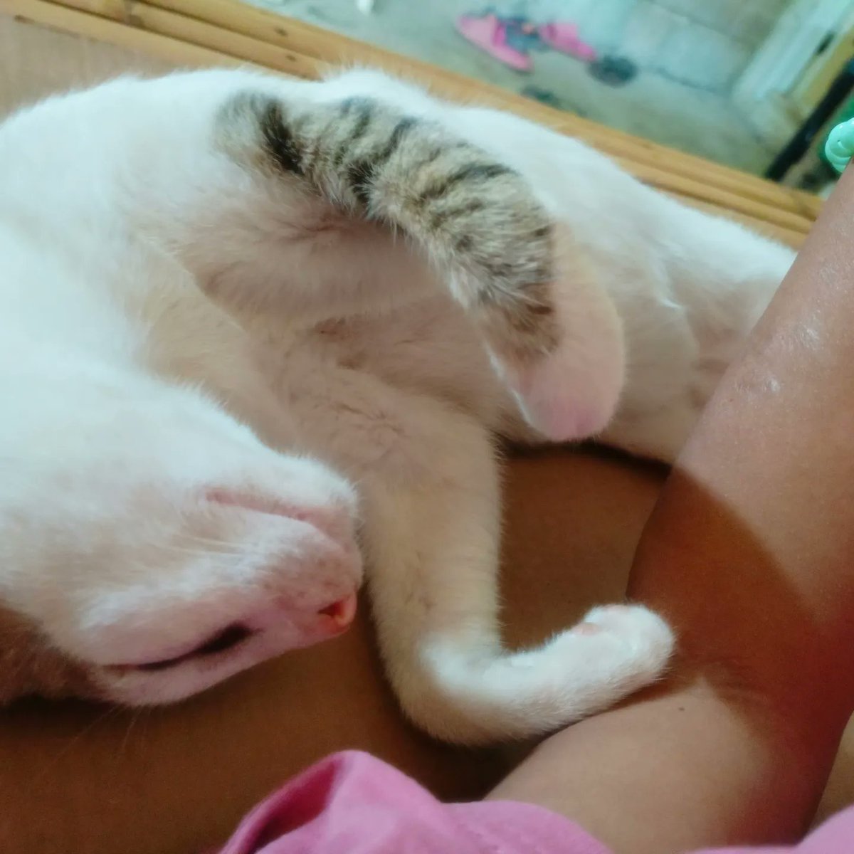 wxyZabcdbee's tweet image. tulog na tulog jud sya bisan unsaon 😸
#miming