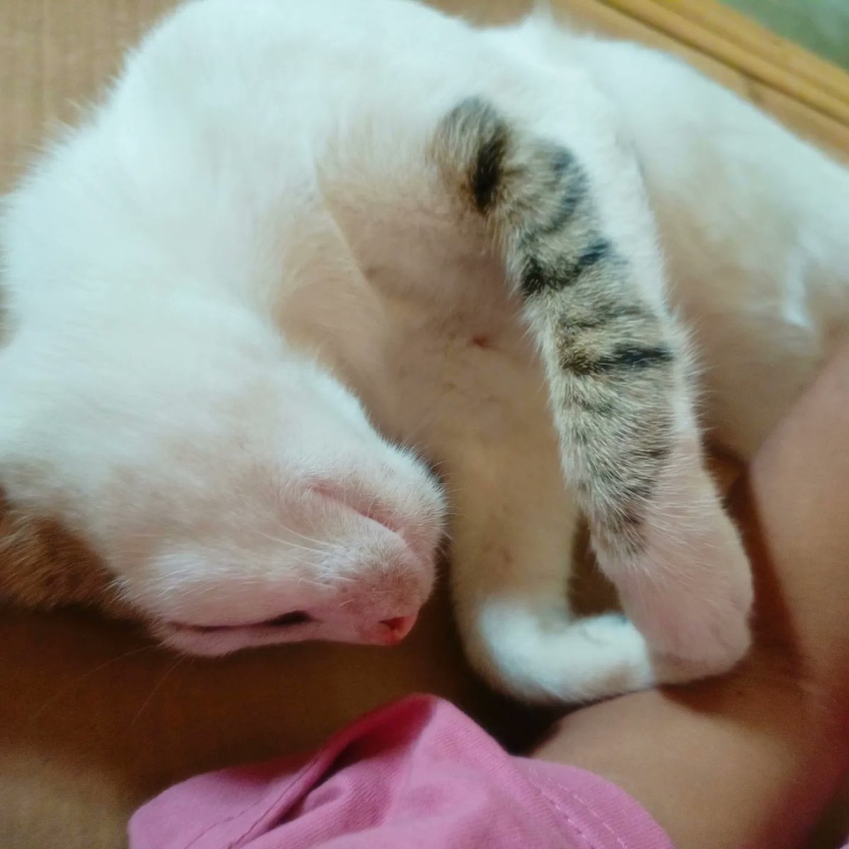 wxyZabcdbee's tweet image. tulog na tulog jud sya bisan unsaon 😸
#miming