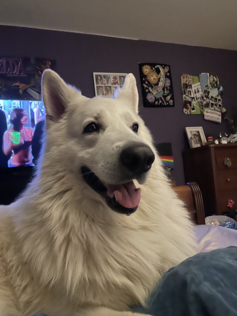 LOCKDIN_Milo's tweet photo. feelin cute 🥰 #dogsoftwitter #lockdin #lockdinmilo https://t.co/Jm8ghtGvuY