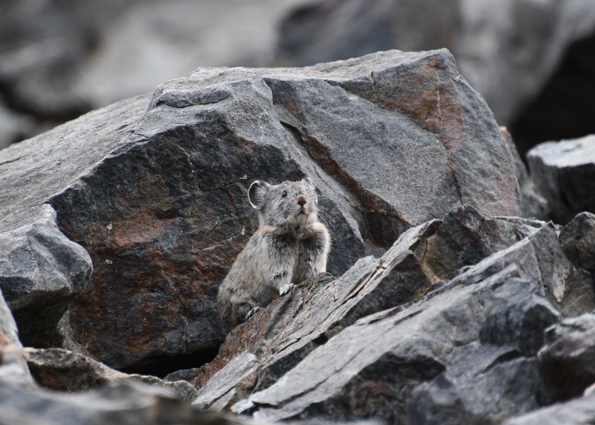 'Pleasing appearance, unusual characteristics, and wonderfully specialized mode of life combine to make the Yosemite cony [pika] one of the park’s outstanding animals. And who could fail at some time, when in the very vortex of the big city, to wish that he might for just a time