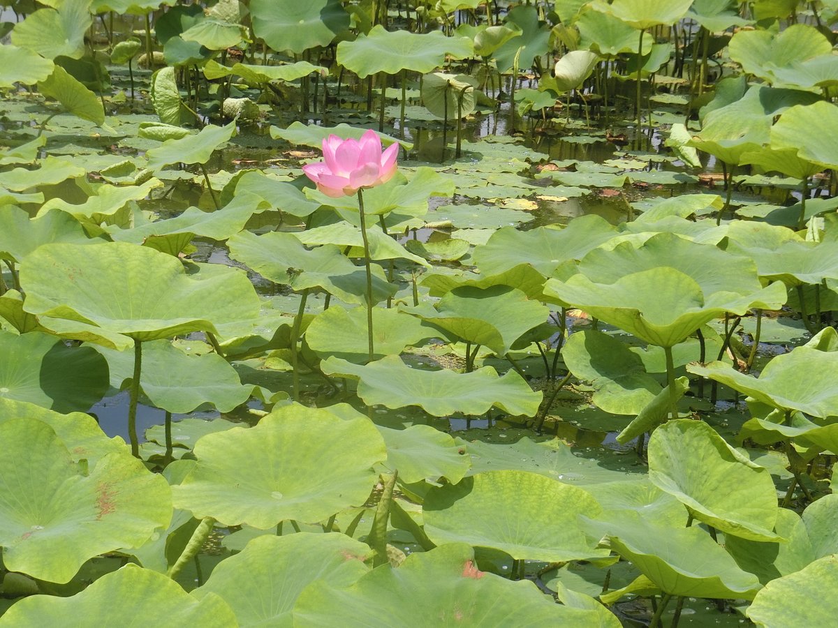 【開花宣言】
大変お待たせいたしました！
世界の蓮園で大賀蓮が開花しました。
今年の一番花となります。
行田蓮、漢蓮などのつぼみも大きくなってきていますので、近日中に開花のお知らせができると思います。
#行田 #古代蓮の里 #大賀蓮 #開花宣言