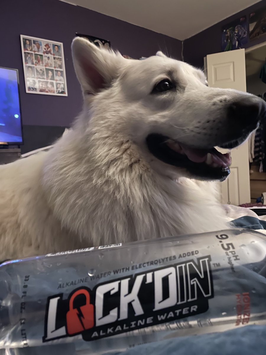 LOCKDIN_Milo's tweet photo. Milo + LOCKDIN= LOCKDIN Milo! 🥰😂🥰 #dogsoftwitter $ltnc #lockdin #lockdinmilo #happy #healthy #hydrated #swissshepherd https://t.co/vQSISZSNAF
