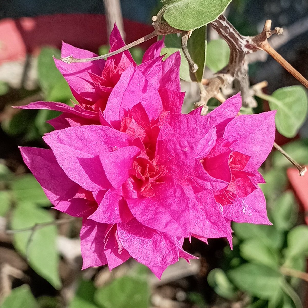 Sandeepsum's tweet photo. #goodmorning #flowers #himalaya #Uttarakhand https://t.co/KFe3mZS1hC