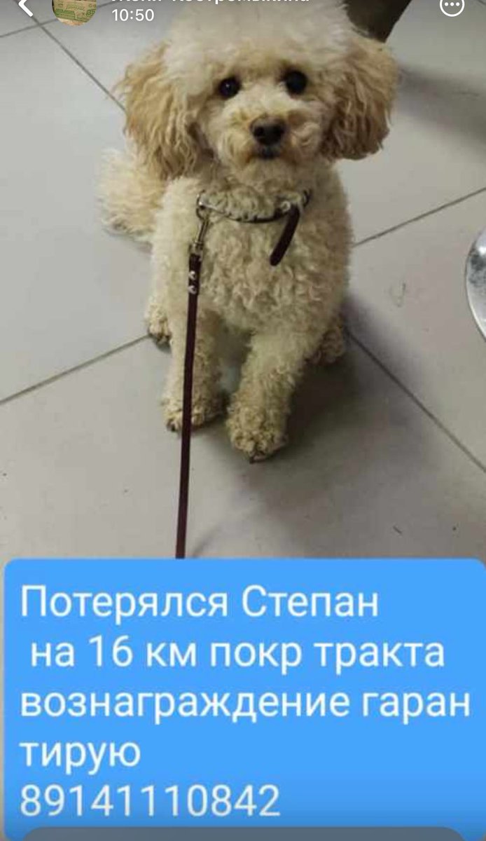 Друзья потеряли друга семьи, помогите плиз репостом, авось кто-то из твиттерских видел 😭