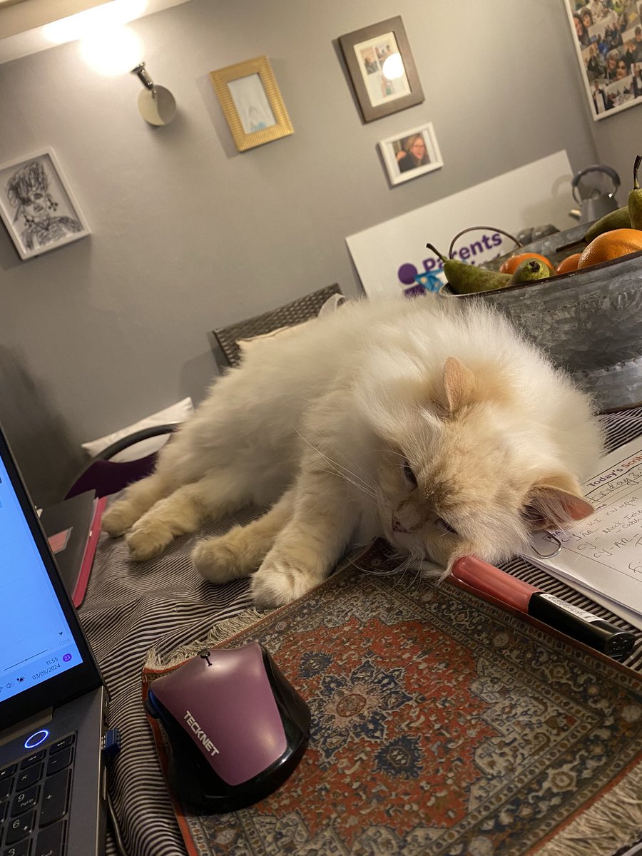 KarenAutism's tweet photo. @PaulaMc007 Aw, thank you. They send love! They help me with my work and the kids adore them. Nick my pencils during art sessions though, lol! x https://t.co/EkNgYHm5H8