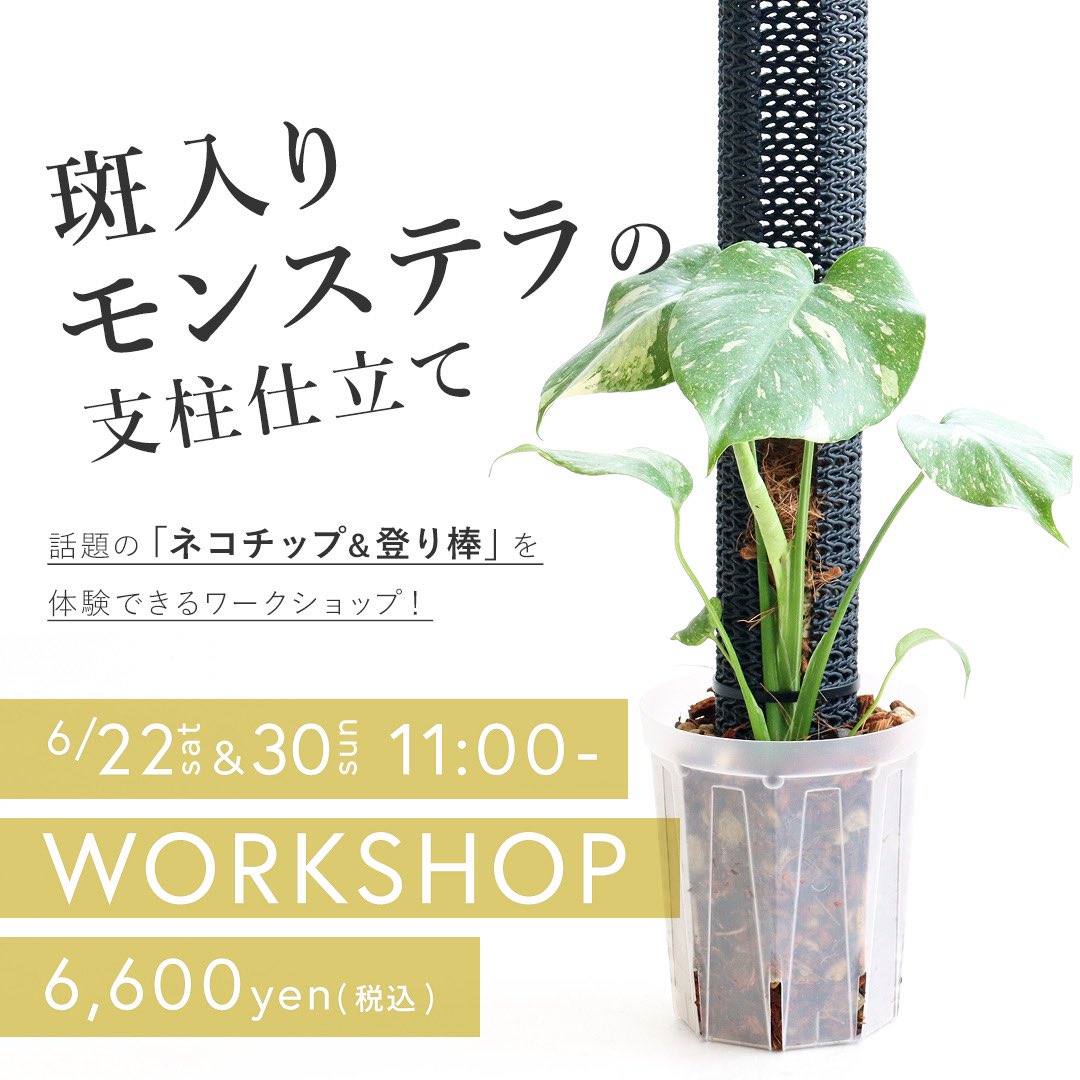 Hanatsumugi🌿green on X: Hanatsumugi🌿green on X: