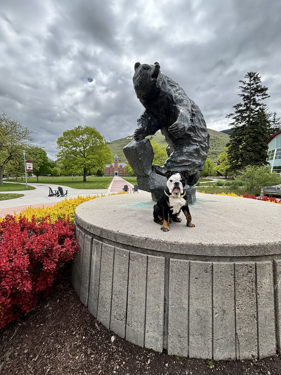 esai_longoria's tweet photo. Draco loved Montana 🐶 https://t.co/rfsBc1wCrO