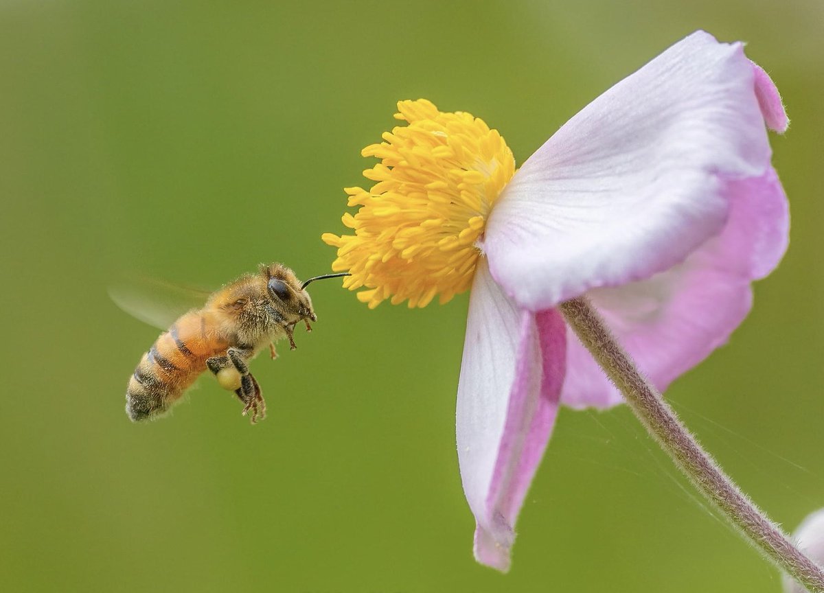 Honeybee 🐝 By ~ Chris Agurkis