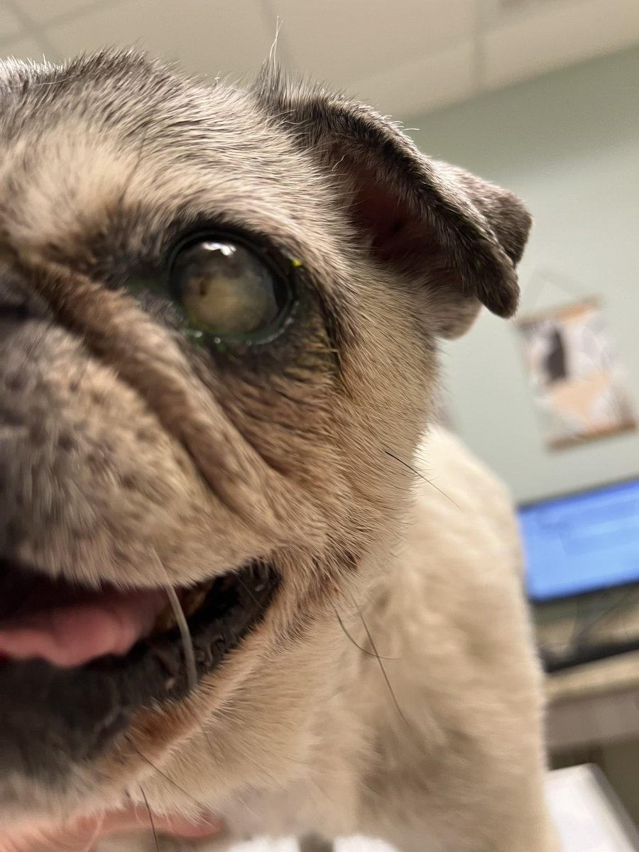 Pia_Pia_the_Pug's tweet photo. Pia Pia injured her eye. My worst fear but thankfully it wasn’t as bad. Praying everything heals. @vca #vcapets #thankful #floridaveternarianleague #puglove #puglife #pug #eyeinjury #praying #pugnation #greeneyes #healing #worstfear #ohgoodness #grateful https://t.co/lNHi1QLGfO