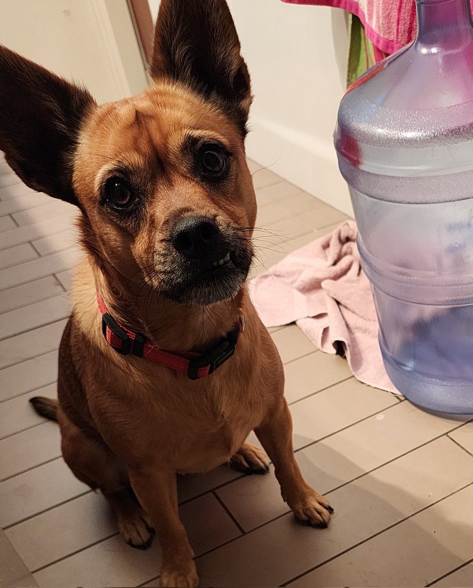 EnhaFish's tweet image. Help, my dog is watching me while I'm in the bathroom 😭