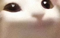 $POPCAT (@popcatsolana) on Twitter photo 