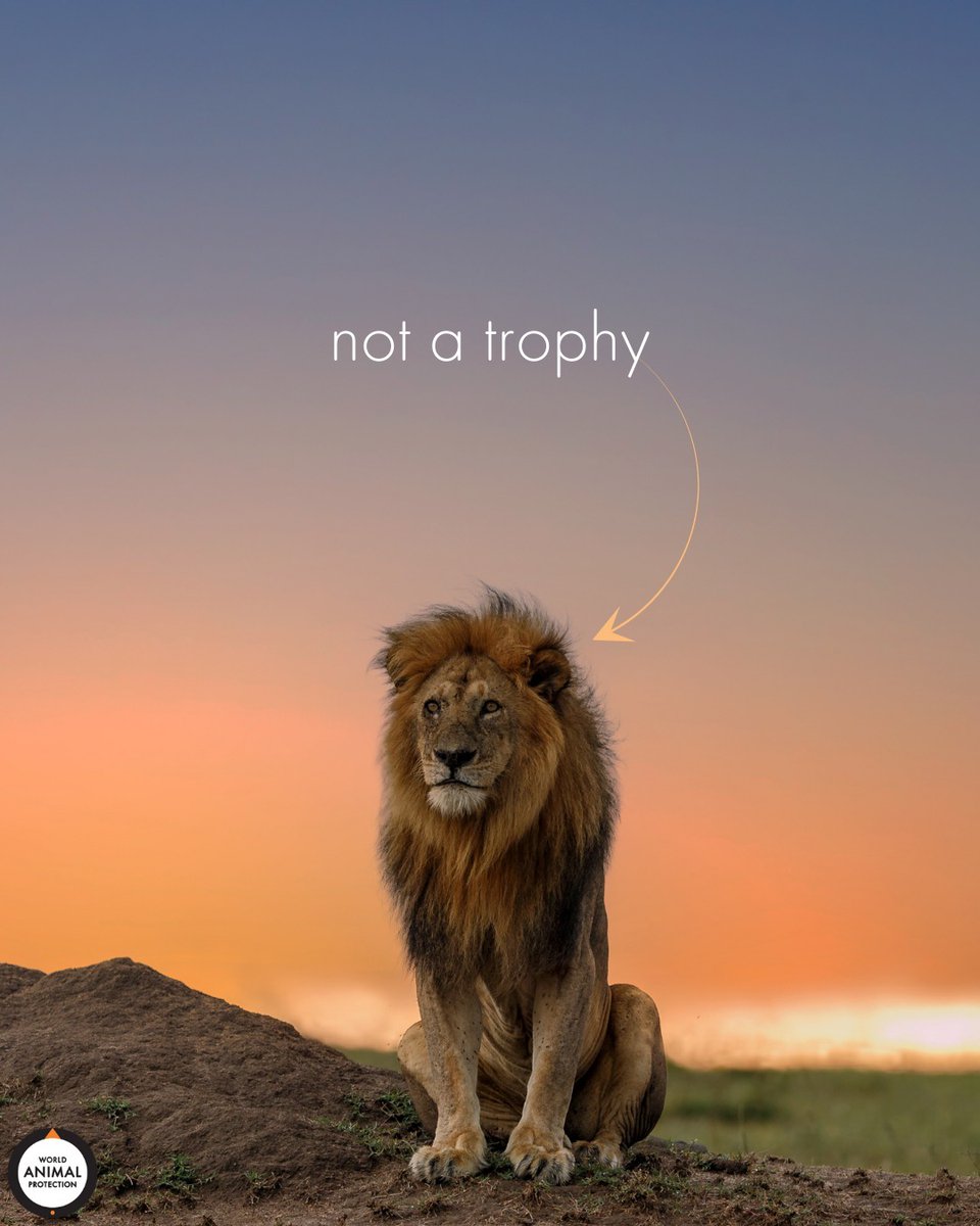 MoveTheWorldUS's tweet photo. More than 600 lions are killed every year just to be hung on a trophy hunter's wall. This is abhorrent, and many of those trophy hunters are inexperienced, meaning lions can suffer greatly for hours—or even days—before they succumb to their injuries. 💔 https://t.co/LMvUU9Lvlp