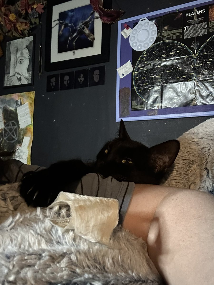 hwhollywood's tweet image. My sweet Drusilla being a sweet girl tho this means I can’t move my arm or else she’ll go into #attackmode 😳