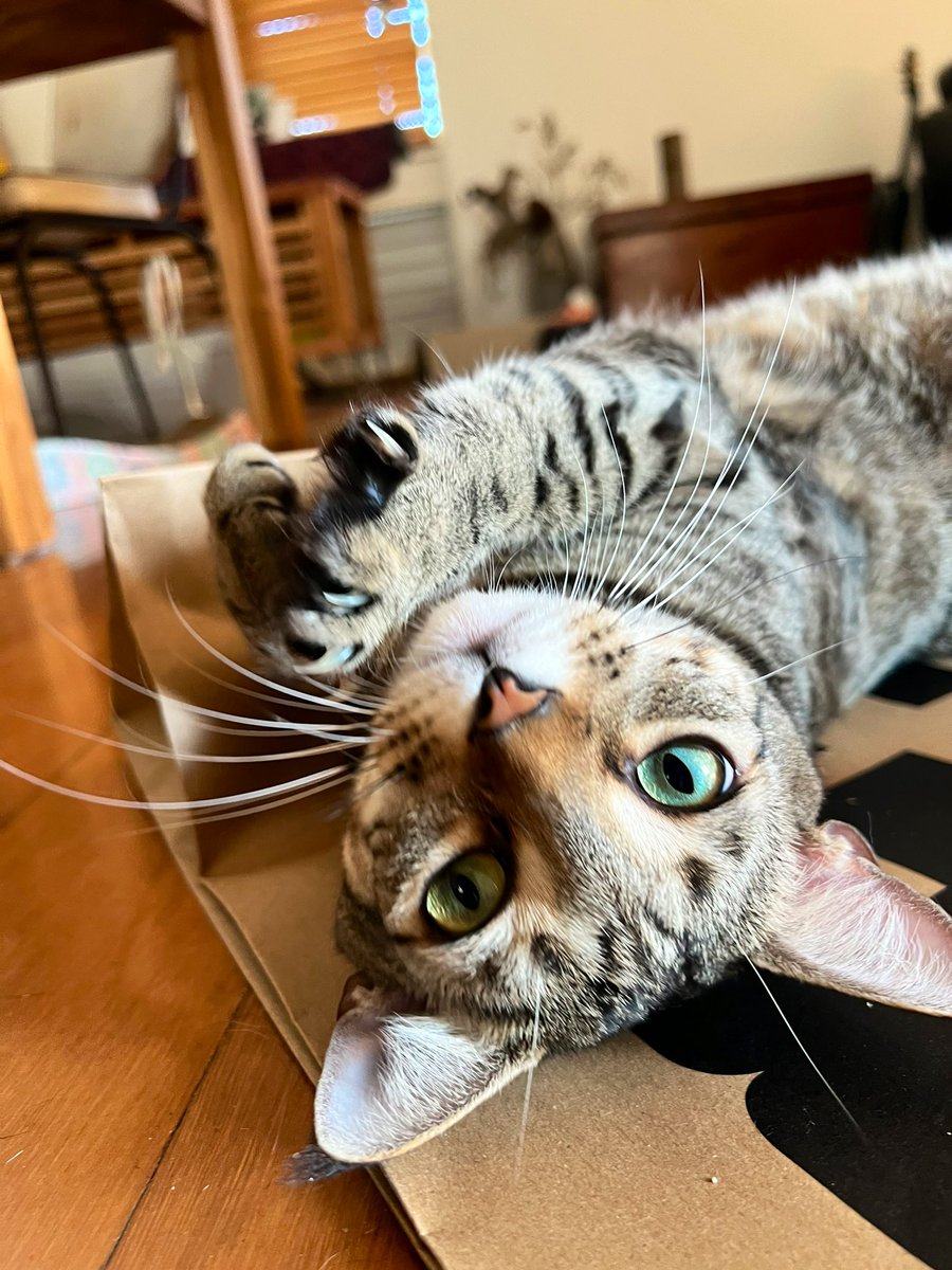 how is he so cute
