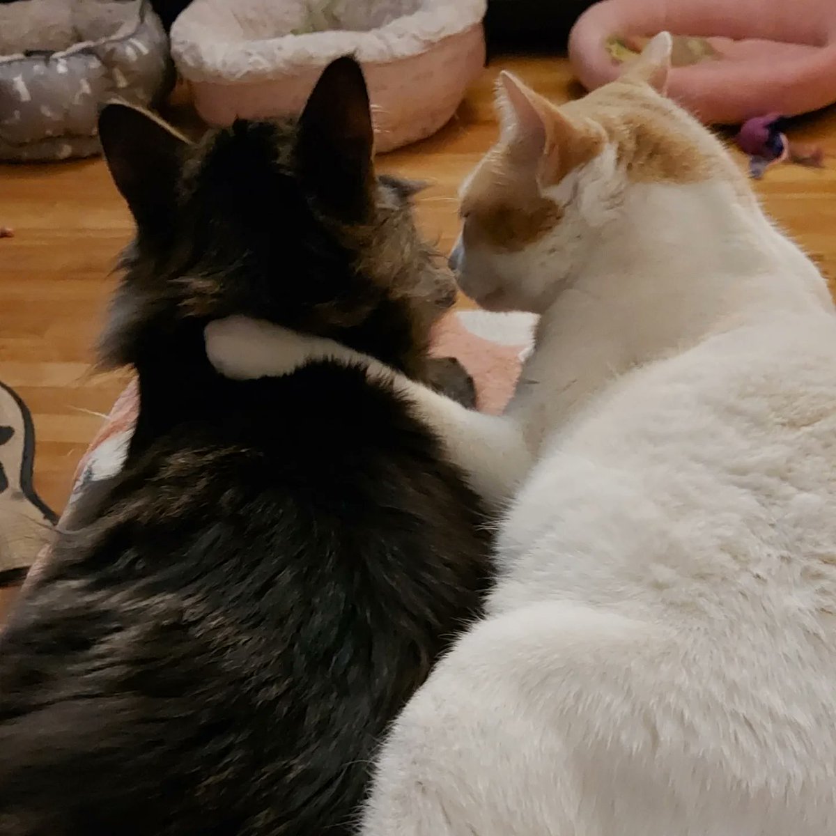 dardarmack's tweet photo. @lesley_n0pe Kitties? #DuckyAndMouse 😻😻😻🥰🥰🥰 https://t.co/CZJ2m4DPrX