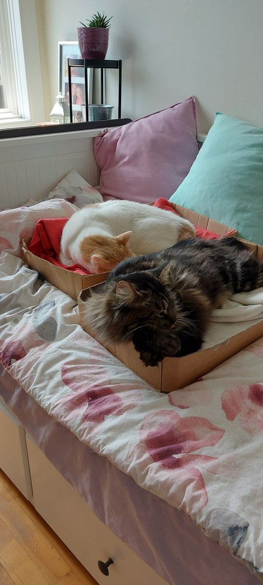 dardarmack's tweet photo. @lesley_n0pe Kitties? #DuckyAndMouse 😻😻😻🥰🥰🥰 https://t.co/CZJ2m4DPrX