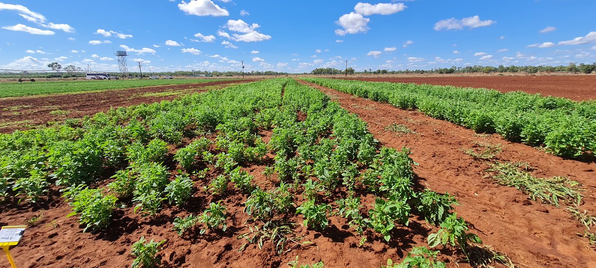 CQUni Agriculture (@cquniag) on Twitter photo Great to see so much interest in #sesame and #dualpurposepeanuts at the field day held at NT DITT's Katherine Research Station last week. Big opportunities ahead for Territory farmers!
<a href="/CRC_NA/">CRC for Developing Northern Australia</a> <a href="/RDOequipmentAU/">RDO Equipment Australia</a> <a href="/NTFarmers/">NTFarmers</a> Great to see so much interest in #sesame and #dualpurposepeanuts at the field day held at NT DITT's Katherine Research Station last week. Big opportunities ahead for Territory farmers!
<a href="/CRC_NA/">CRC for Developing Northern Australia</a> <a href="/RDOequipmentAU/">RDO Equipment Australia</a> <a href="/NTFarmers/">NTFarmers</a>