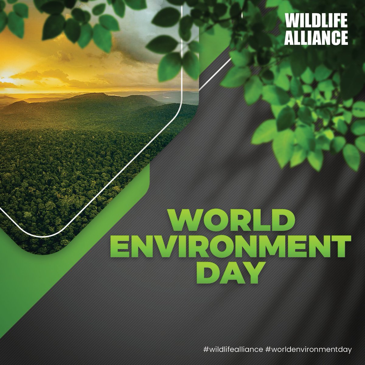 Wildlife Alliance works with the Ministry of Environment to reforest forests in Cambodia. 
This World Environment Day, let's protect the Cardamoms, plant trees, and revive water sources to reduce the impacts of Climate change.
#wildlifealliance #planttrees #cambodia