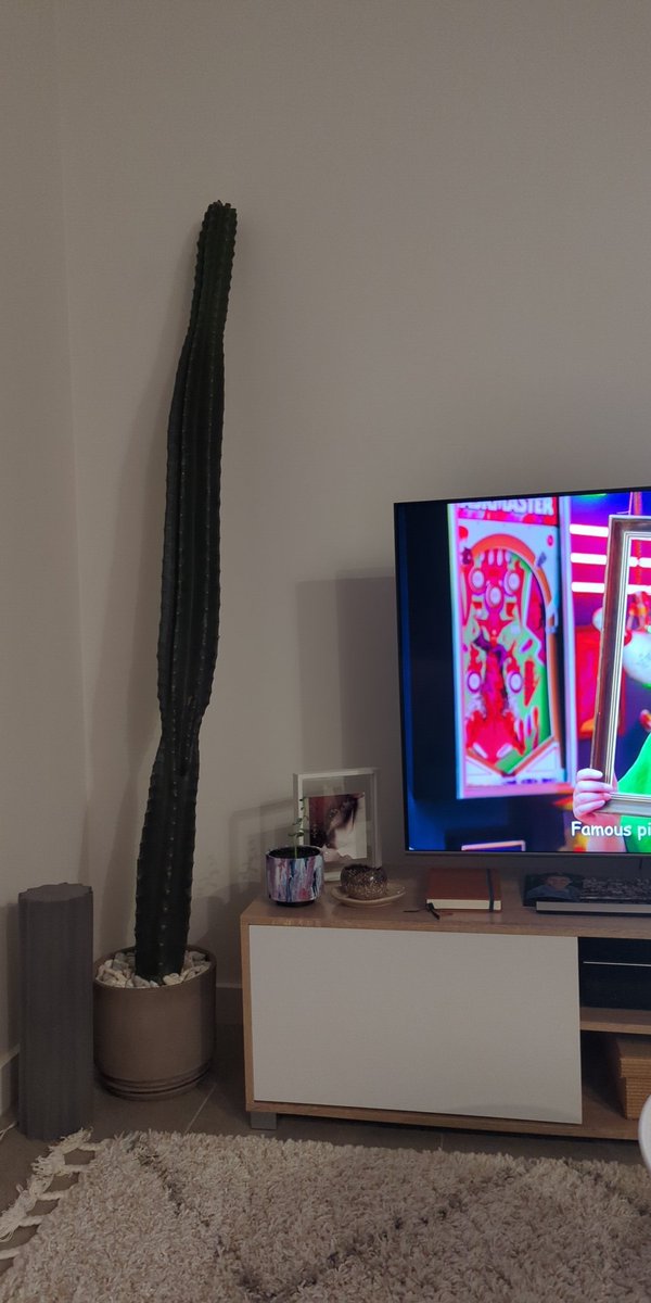 Alex Springall tweet media