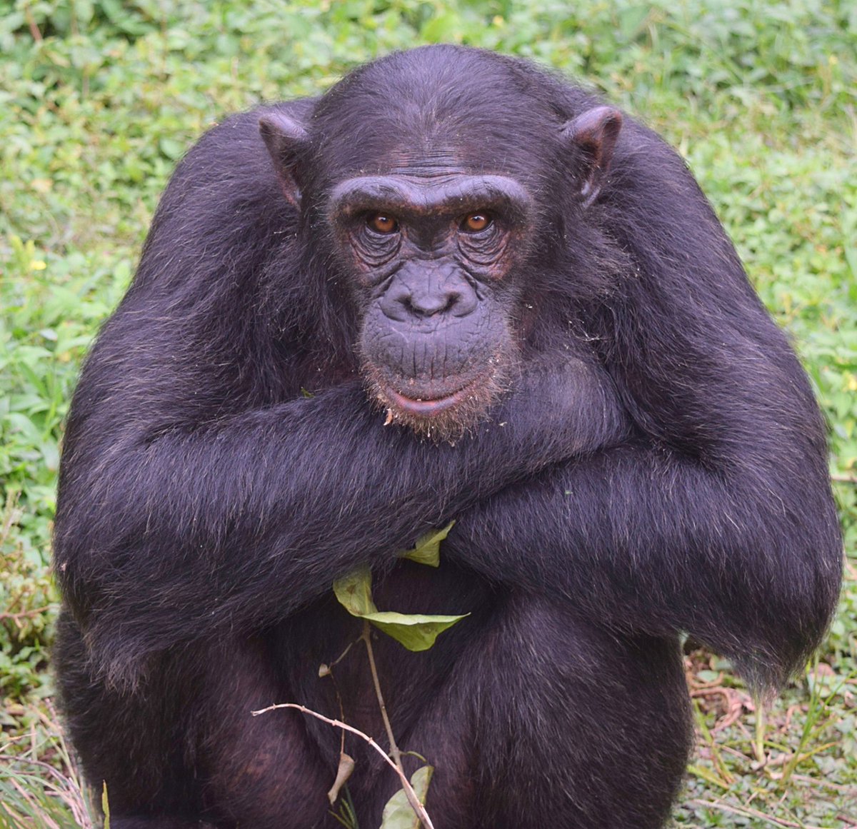 ngambaisland's tweet image. #Chimpchronicles
Happy #worldenvironmentweek from Chimp Sara!  As apes we depend on healthy land for food, shelter and our overall health. Let's take action to restore our planet! #RestoreOurEarth #worldenvironmentday #worldenvironmentday2024