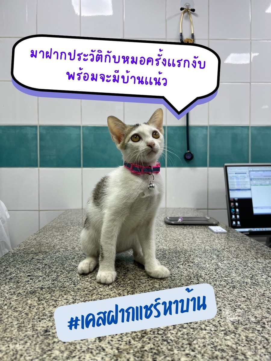 CatsanovaBkk's tweet image. 🧡 วันอังคารคาเฟ่ปิดเรามาดู #เคสฝากแชร์หาบ้านกันนะครับ
เคสวันนี้มาจาก คุณหมอที่ รพส. สามัคคี
คุณหมอได้ช่วยเหลือแมวน้อยเพศ ญ มา แล้วอยากช่วยหาบ้านให้น้อง
ทำวัคซีนหยอดยาแล้ว ไม่มีโรคเอดส ✅ ไม่มีลิวคีเมีย ✅
สนใจรับเลี้ยงติดต่อ รพ.สัตว์ สามัคคี 096-930-2423 หมอจูลี่ 📲