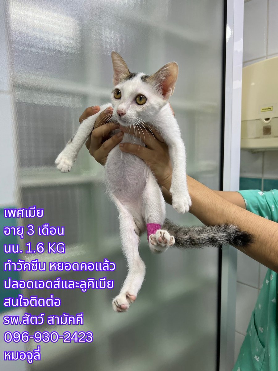 CatsanovaBkk's tweet image. 🧡 วันอังคารคาเฟ่ปิดเรามาดู #เคสฝากแชร์หาบ้านกันนะครับ
เคสวันนี้มาจาก คุณหมอที่ รพส. สามัคคี
คุณหมอได้ช่วยเหลือแมวน้อยเพศ ญ มา แล้วอยากช่วยหาบ้านให้น้อง
ทำวัคซีนหยอดยาแล้ว ไม่มีโรคเอดส ✅ ไม่มีลิวคีเมีย ✅
สนใจรับเลี้ยงติดต่อ รพ.สัตว์ สามัคคี 096-930-2423 หมอจูลี่ 📲