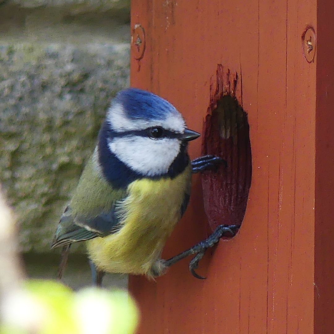 Congratulations to this month's #snappybeaks winner Barry Greenwood 📸 Who sent us this striking capture of a beautiful Goldfinch and Blue Tit! Don't forget to enter to win a 12.75kg bag of bird food just for sharing your photo! Send your photos to snappybeaks@happybeaks.co.uk.