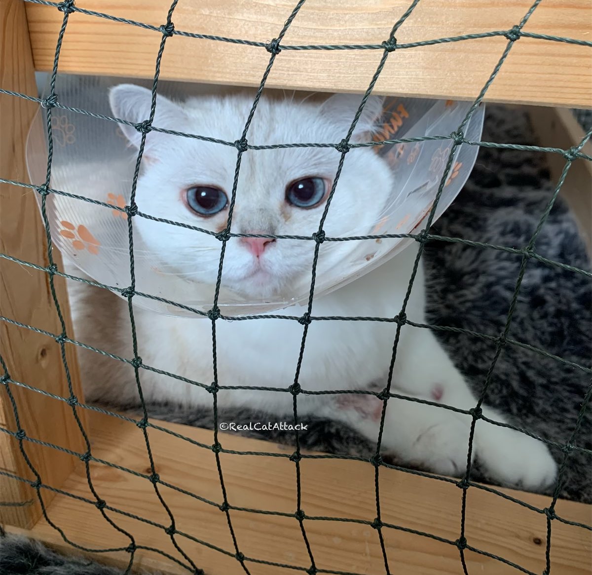 Dear all, We are overwhelmed with all your love! THANK YOU SO MUCH! Day 1 after surgery. I took my meds and doing ok. Have to stay in a cage with the cone for 2 weeks. Then I’ll negotiate with the vet about the next 6 weeks 😼 
 #purrsforleia #catsoftwitter #thankyou #tunatuesday