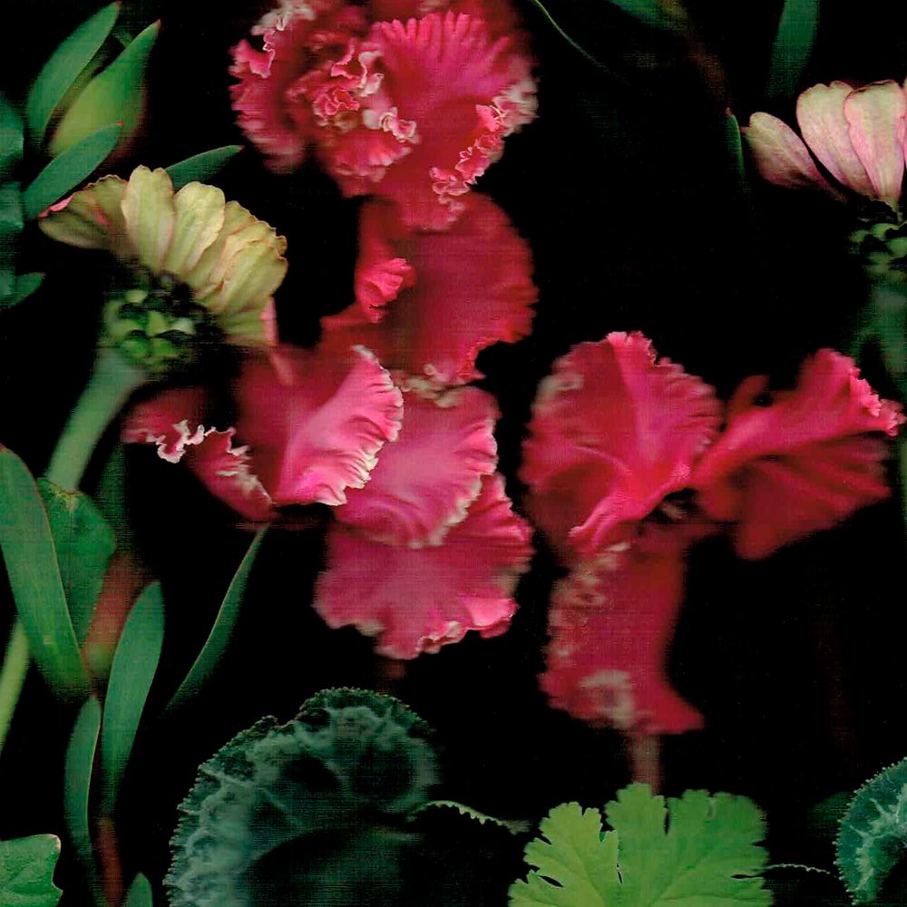 Celeste Sterling tweet media