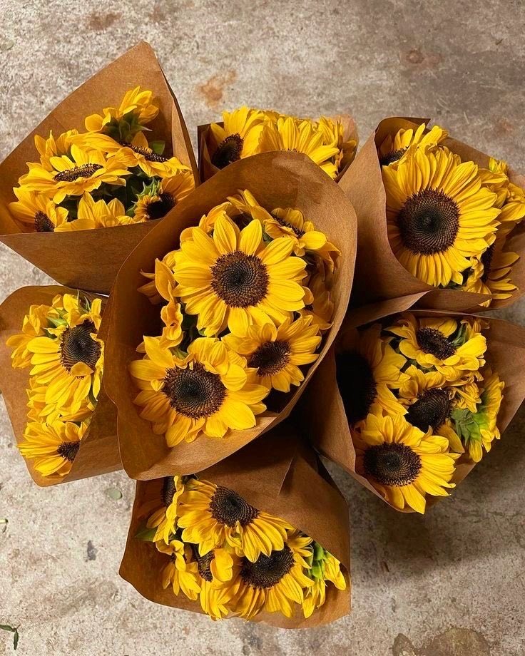 sunflowerchives's tweet photo. sunflowers https://t.co/02fnYfhMKl
