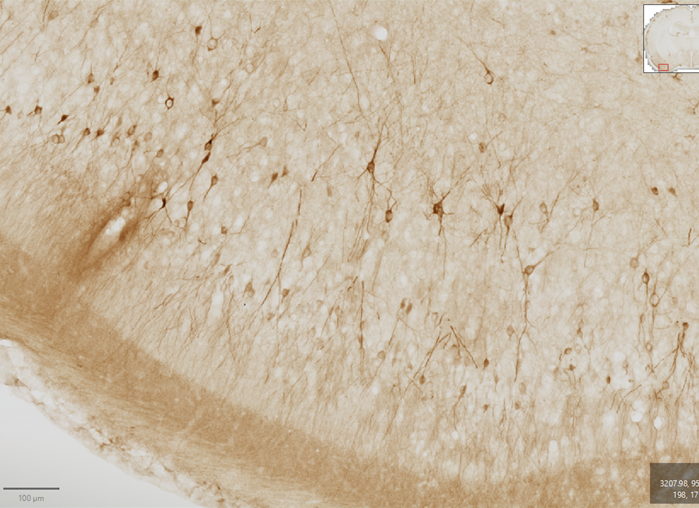 NovotnyLab's tweet photo. Congratulations to @EliskaPritulova for receiving GAUK grant with her project "Study of epigenetic regulation in the rat brain affected by chronic methadone administration and withdrawal" and also to her co-investigators @DanielaNov75805, @hronova20441 from @NovotnyLab. 👍 #GAUK https://t.co/44v98fIxxd