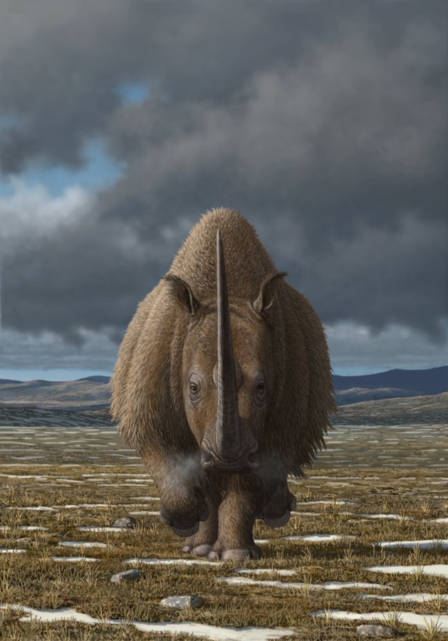 Our team lead by <a href="/DamienFordham/">Damien Fordham</a> just published a new paper on the processes that brought the woolly rhino to extinction 
#extinctionpathway #brokenmetapopulations

pnas.org/doi/10.1073/pn…