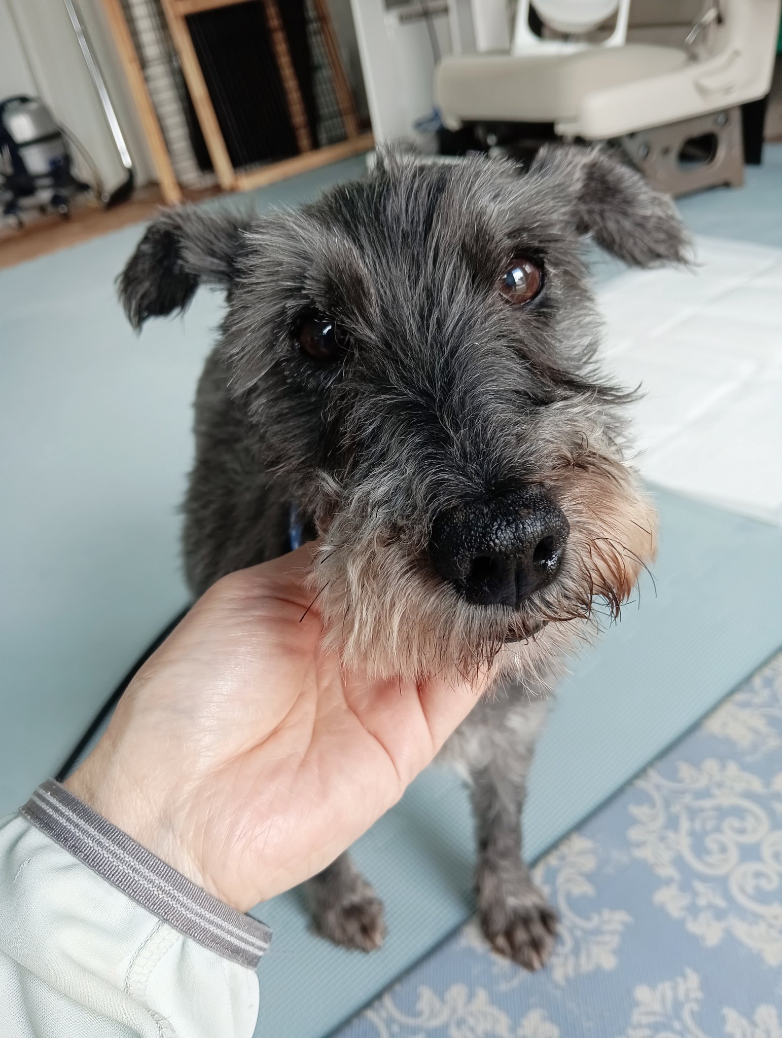 犬好きさんは世界共通 – търсене / X