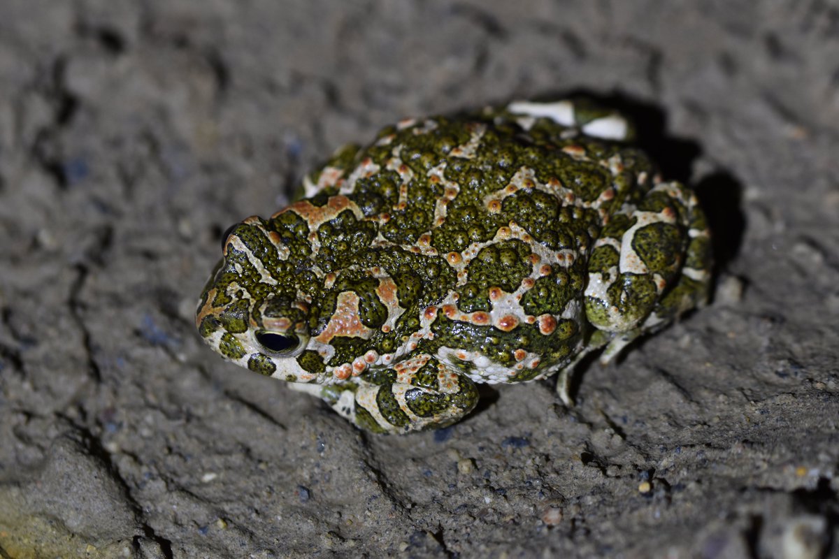 Vor knapp einem Monat konnte der NABU Mönchengladbach erstmalig die Wechselkröte in ihrem Stadtgebiet nachweisen 😀