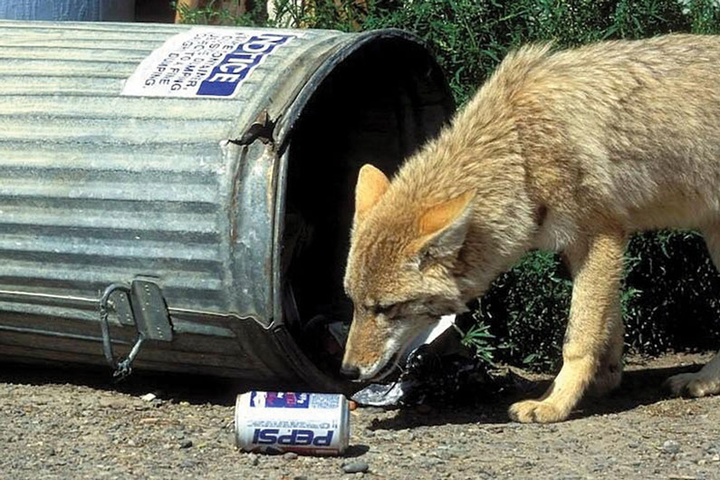shawnllee's tweet photo. One surprising discovery was the amount of trash found in urban coyotes' stomachs 🗑️. It made me both sad and mad to see animals living this way while we sit in our cozy homes and label them as pests #WhatIlearnedinWR60 https://t.co/qQVOqYJ5HO