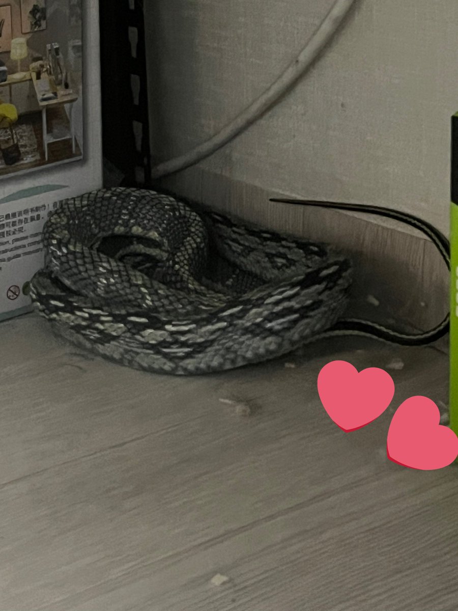 나와 색갸 나왁!!