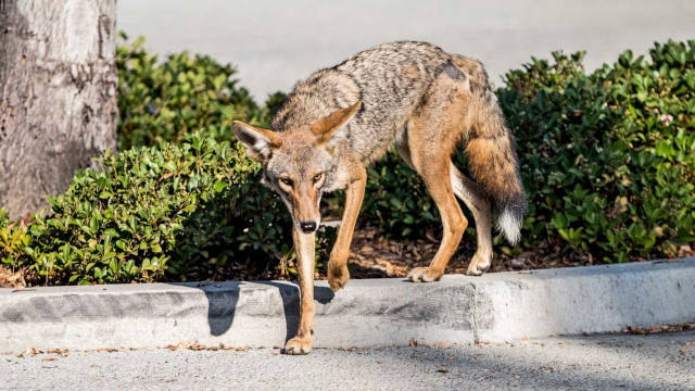 shawnllee's tweet photo. Another insight I've gained is that urban coyotes have a good reason for protecting themselves. We're just as scary to them as they are to us! #WhatIlearnedinWR60 https://t.co/FhOqVN2qGP