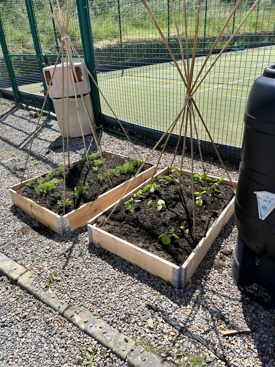 JonHaleBio's tweet photo. #LablabLab making plenty of biomass
Chickpeas seem slower to germinate
@CUCsoton https://t.co/tAuI4sNje2