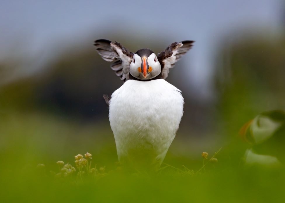 'Wings behind back and I imagine thinking 'look at me, I'm an angel',' says Gordon Murray of this lovely Lunga shot See more images from around Scotland here ➡️ bbc.in/3yADVC4 Send us more of your great shots to scotlandpictures@bbc.co.uk