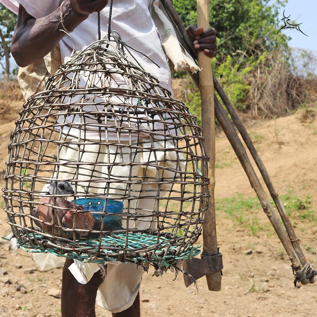 wti_org_india's tweet photo. #TeamWTI and @MahaForest rescued two Red-collared doves during a joint #AntiSnare walk in Sadak Arjuni Range, Maharashtra. The birds were released #BackToTheWild in the presence of forest department officials.
Photographs: Idris Ahmed/WTI
#IlegalWildlifeTrade #WildlifeCrime https://t.co/cnOFpPcrlu