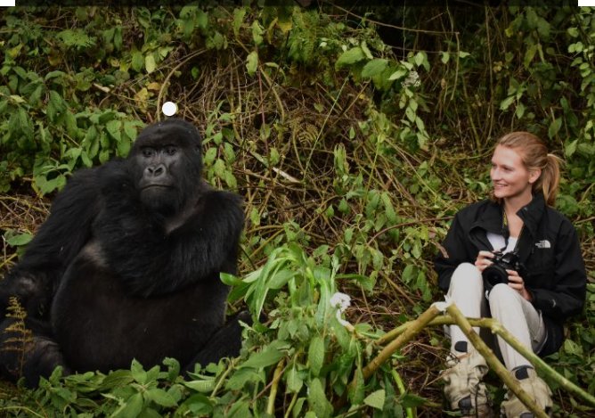 🦍 Come face to face with mountain gorillas in Volcanoes National Park. An unforgettable experience! #GorillaTrekking #VolcanoesNationalPark #WildlifeAdventure